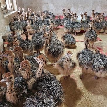 景区观赏成年非洲鸵鸟活体出售 批发脱温鸵鸟苗活体价格 鸵鸟种蛋