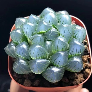 ߼ϡ¶ֲ{RoϾ¶k^ݗԻ