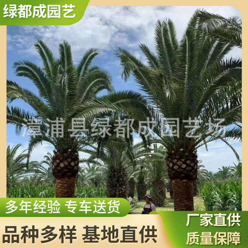 Уличные крупнолистные пальмы канарейка для ландшафтного дизайна и городского озеленения, различные размеры оптом, категория «Пальмовые растения».