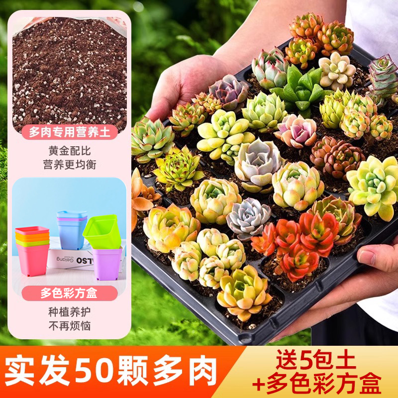 반복되지 않는 선별된 다육식물 50개 + 영양가 있는 흙 5팩 + 다채로운 레시피 50개