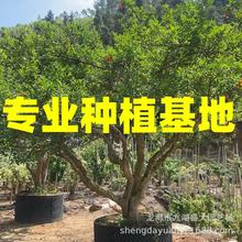 ������t�۹�ʯ���r�� ���͹�ʯ�����l ȫ�ڹ�ʯ����r