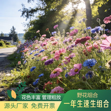 精品一年生速生灿若繁星野花组合易活好养室外庭院公园打造花海景