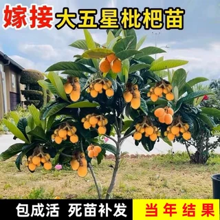 大五星枇杷苗树无核琵琶果树苗嫁接苗盆栽南北方水果树果苗水果苗