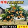 无核大五星盆栽琵琶果苗