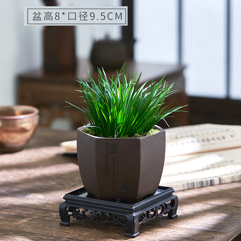 Dinero Acorus acorus bonsai pequeña maceta de oficina decoración de mesa de té modelado Zen迷 interior micro paisaje flor verde