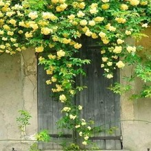 木香花树苗爬藤四季开花特大苗耐寒盆栽地栽爬墙花卉 白木香 中苗