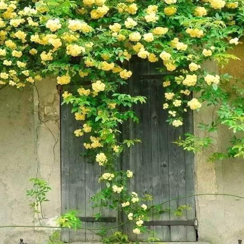 木香花树苗爬藤四季开花特大苗耐寒盆栽地栽爬墙花卉 白木香 中苗