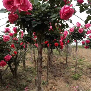 Vine Rose, Tree Stump Rose, Large Flower Rose, Yellow Hat Rose, Complete Specifications