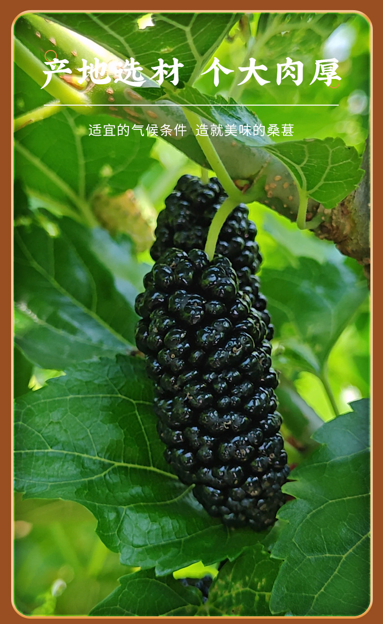 Freeze-Dried Mulberry Fruit 100g Sang Shen Zi Dried Black Mulberries Herbal Snack and Tea Ingredient specifications
