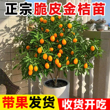 ��Ƥ��ۘ����Ԙ����ʳ�Î������Ӵ����ļ��͏dͥԺ�̨�������