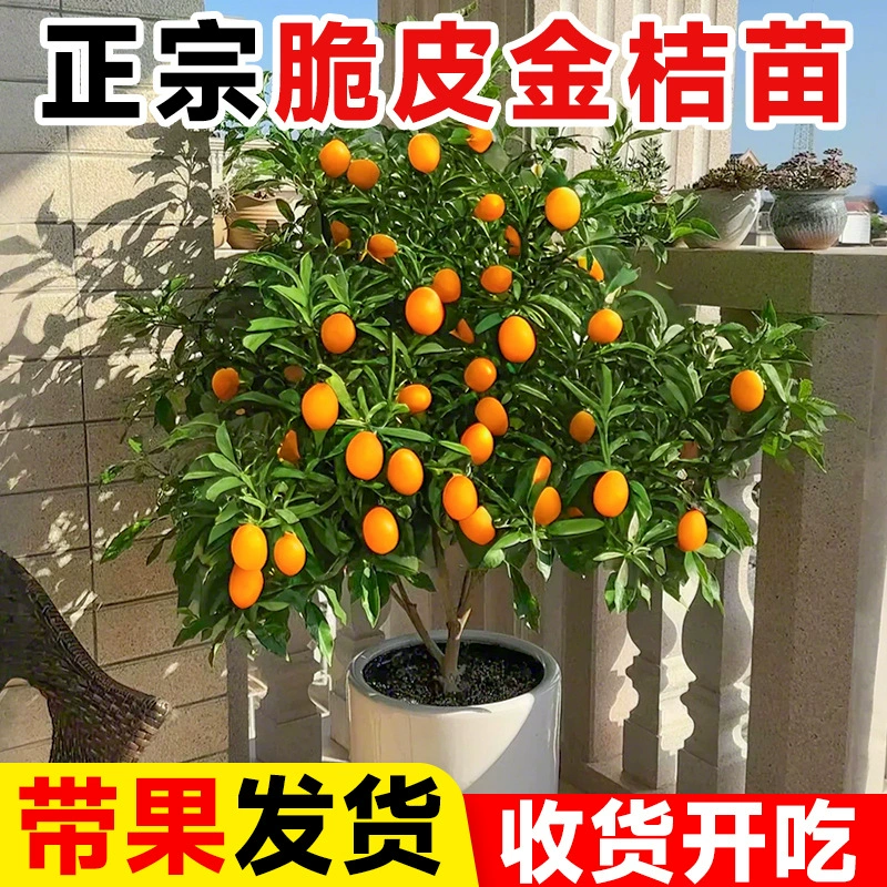Хрустящие кумкватные деревья, саженцы в горшках, съедобные саженцы апельсинов с фруктами круглый год, гостиная, двор, балкон, саженцы фруктовых деревьев