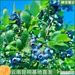 种植地栽大果盆栽果苗