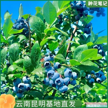 蓝莓树果苗蓝梅树苗带果盆栽地栽果苗带大果南北方种植苗兔眼果树
