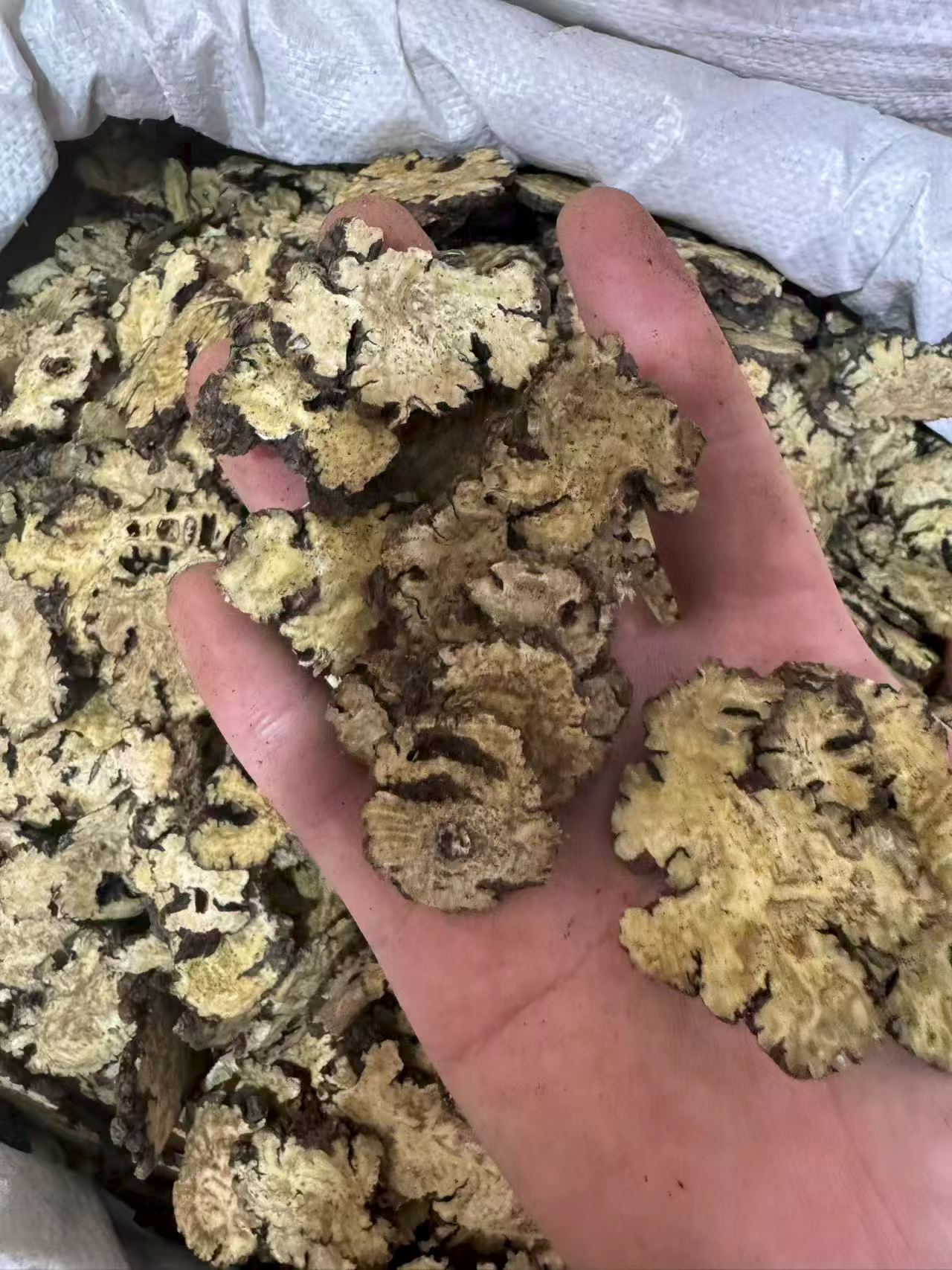 Chuan Xiong Sliced Sichuan Lovage Rhizome Dried Herb for Decoction and Culinary Use 1000g Bag in use