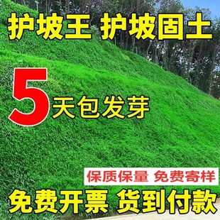 Slope Protection, Soil-Fixing Grass Species, Slope Protection King Grass Seeds, Greening Lawn, Four-Season Green Drought-Resistant and Heat-Resistant Plants, High-Speed Slope Protection Grass Species