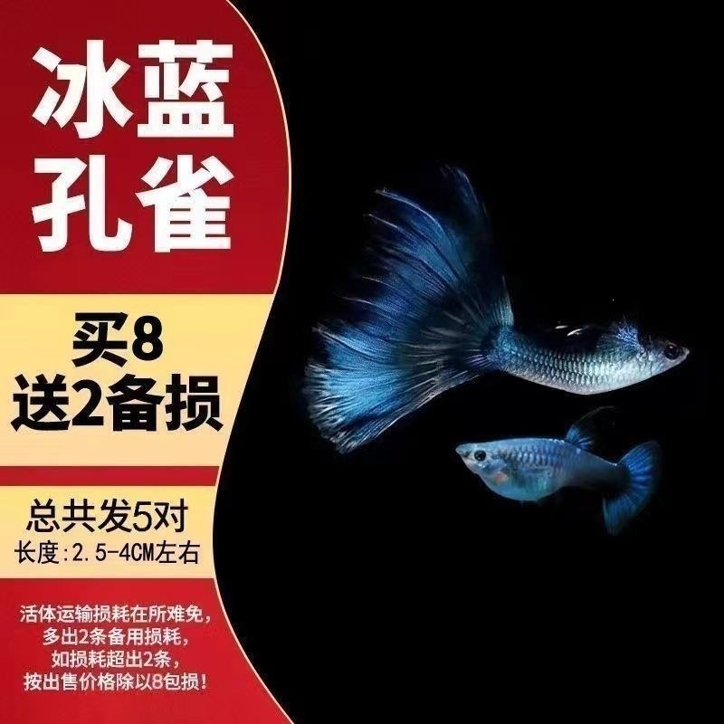 【5 pairs of top ice blue pregnant mother】Total 10 items