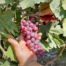 蓝宝石葡萄树苗盆栽地栽大苗爬藤果树南方北方种植果苗当年结果苗