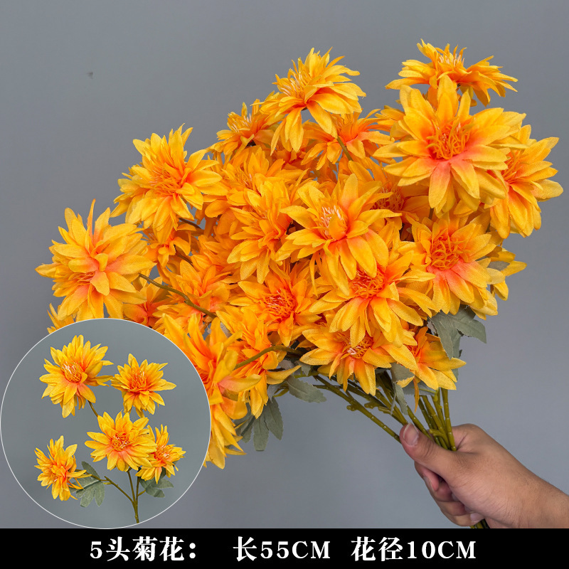 5 국화