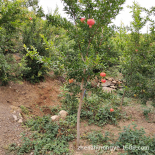 Pomegranate Sapling 5 cm 10cm Soft Seed Pomegranate Seedling Pomegranate Seedling Ground Planting Ready Stock Pomegranate Sapling Planting