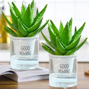 All-Nighter Aloe Vera Potted Plant, Cold-Resistant and Drought-Resistant Plant, Office Desktop, Radiation-Proof, Purifying Air, Good for Raising Green Plants