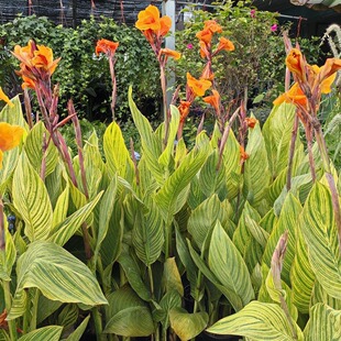 ~˽ ^p^ֲ ɶ@־Gľرֲ