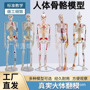 85CM���w��������Y���g��ȫ���Ǽ�ģ�Ϳɲ�ж��׵�٤С�����t
