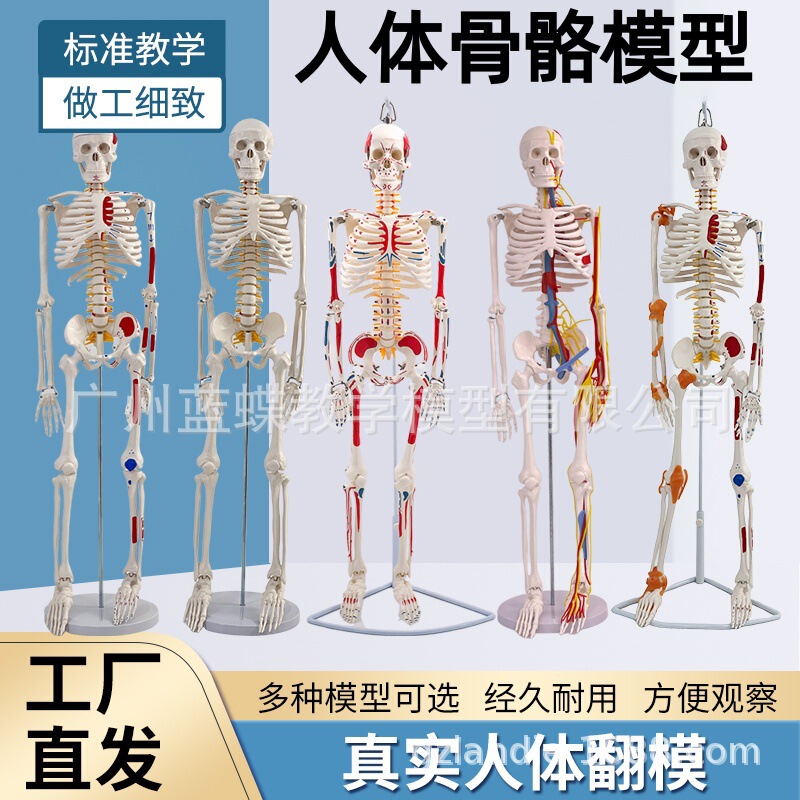 85cm Human Musculoskeletal Structure Ligament Full-Body Skeleton Model Detachable Spine Yoga Beginner Skeleton