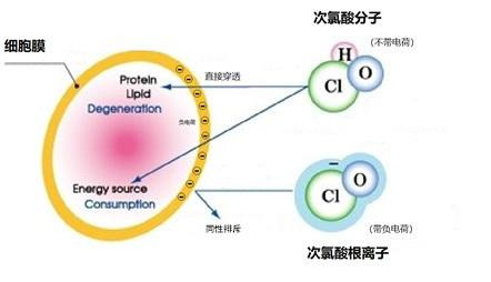 次氯酸杀菌原理.png