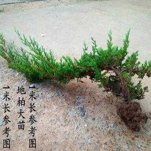 ����ӭ�������͵ذ��쾰�҃����L�����F�k�����Sɽ�_�h�ɾ��^���