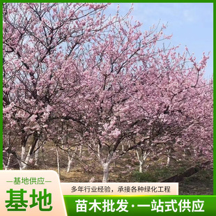 ͥԺ�ձ��ѻ�����������ј�������ϱ����Nֲ�G����ľ�L�������