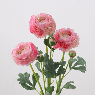 �����ָб���¶ɏ���Ƶ��c���üٻ��Ҿ��bGֲ���˹�õ�廨��