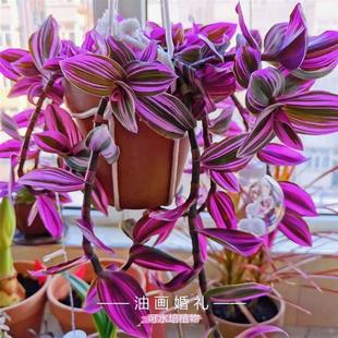 Wedding Oil Painting Chlorophytum Potted Green Plants Office Balcony Desktop Foliage Purple Dew Grass Plants Easy to Grow Flowers