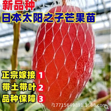 金煌芒果嫁接果树苗 台农桂七四季芒红贵妃凯特芒果树苗地栽盆栽