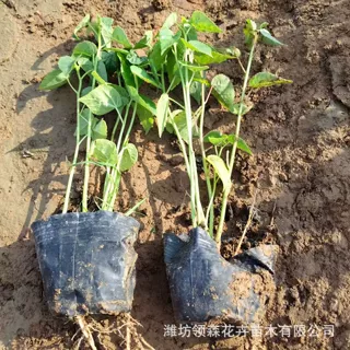 大花秋葵 公园园林花卉 易活易管理周期短大花秋葵绿植大花秋葵花