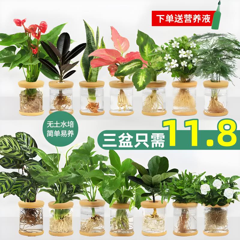 Hydroponic Plants, Potted Green Plants, Pothos, Gardenias, Flowers in the Office, Small Green Plants, Succulent Plants for Year-Round Cultivation, Water-Cultivated Potted Plants