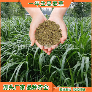 Feed Cold-Resistant Pasture Ground Cover Seeds, Livestock Cattle and Sheep Edible Forage Production Annual Ryegrass Seeds