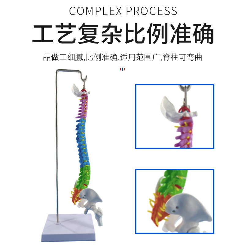 45CM���弹�������輰�ɹ�ģ�� ���񾭹Ǽܼ�����׵ģ�� ҽѧ��ѧ