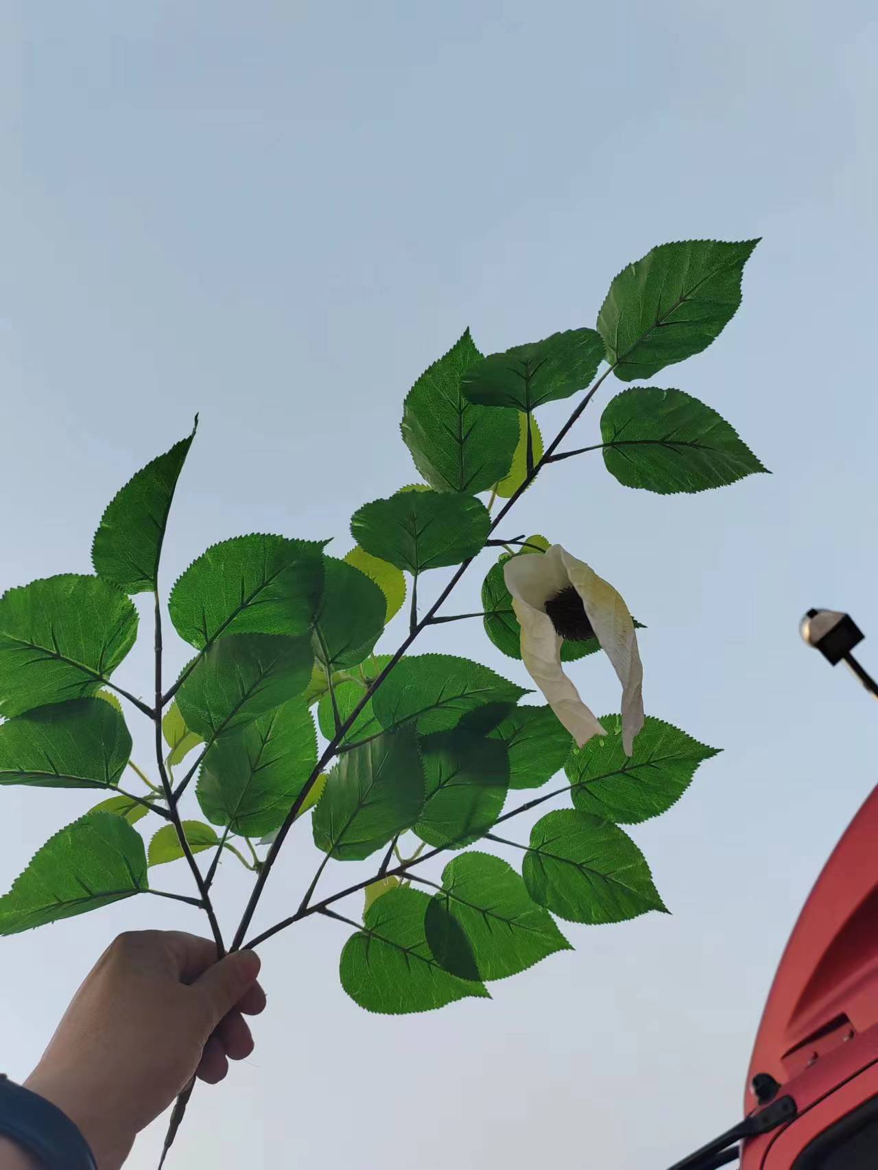 苹果叶带花 (4).jpg