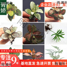 苔藓微景观生态瓶 DIY材料鲜活绿植网纹草办公室内小盆栽迷你植物