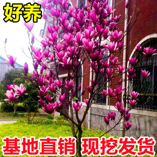 Magnolia Saplings Potted Courtyard Ground Planting with Buds Red and Purple Magnolia House Landscape Greening Four-Season Flowering Plants