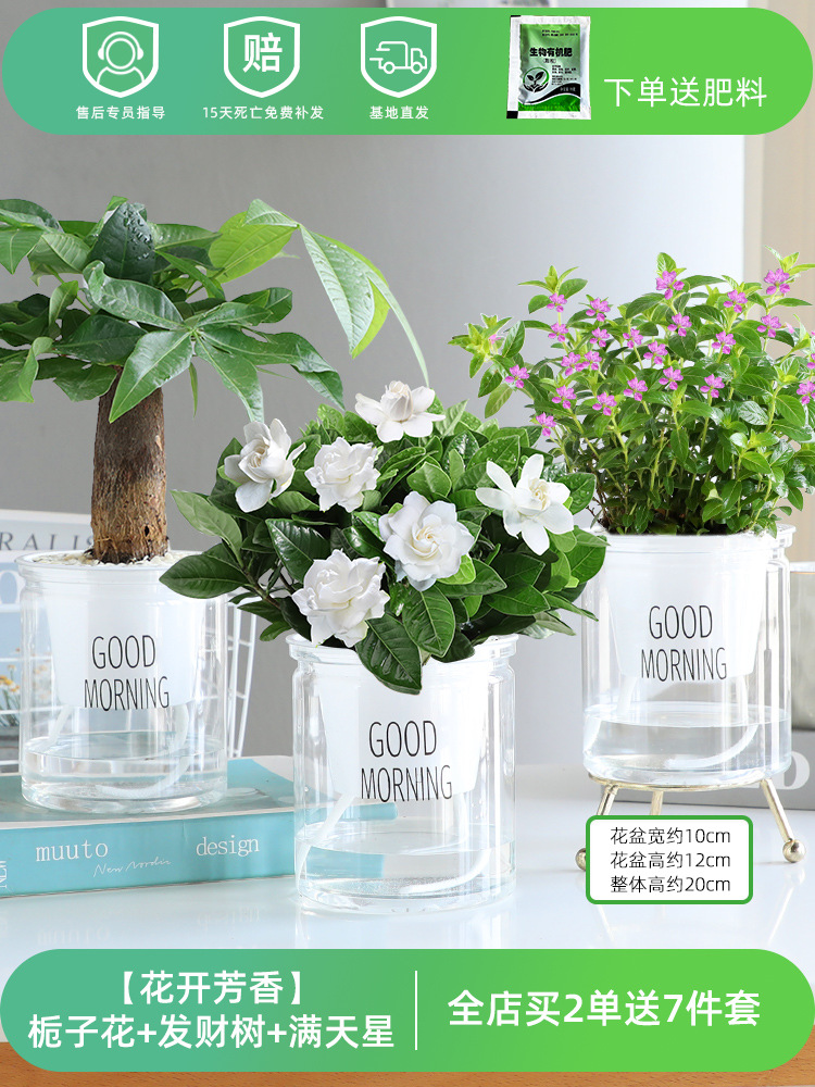 [꽃과 향기] 치자나무 + 돈나무 + 아기숨결 (무료비료)