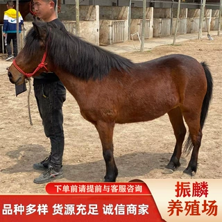 哪里有卖矮马的 漂亮的小矮马宠物矮脚马 设特兰矮马儿童骑乘马