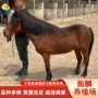儿童漂亮宠物矮马