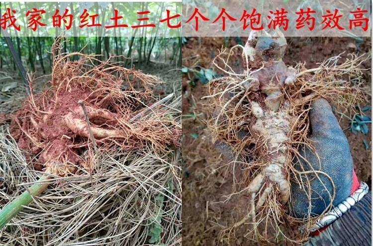 Yunnan Wenshan Sanqi Sliced Notoginseng Tianqi Root Pieces 20 30 Head Dried Cut Slices Can Be Ground to Powder in use