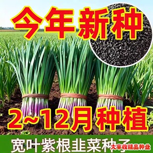 �ϸ��²˷N�Ӫ��U�t�²��Ѷ༾�²˷N�ь��~���~�͟��ͺ��߮a�߲�