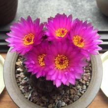 ��С������������ܛ��ܛë�҃ȾGֲ���B�׻���˶���ֲ��С����