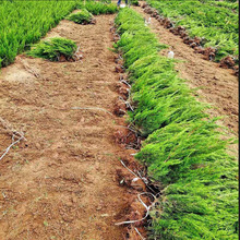 苗圃直销小龙柏龙柏毛球园林绿化工程苗龙柏球园林绿篱色块苗