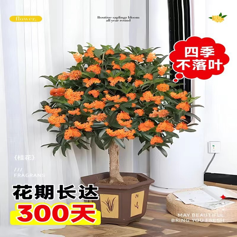 Osmanthus Saplings, Four-Season Osmanthus Flower Pots, August Osmanthus Saplings, Golden Osmanthus Trees, Ground Planting, Blooming Fragrant Osmanthus Courtyard