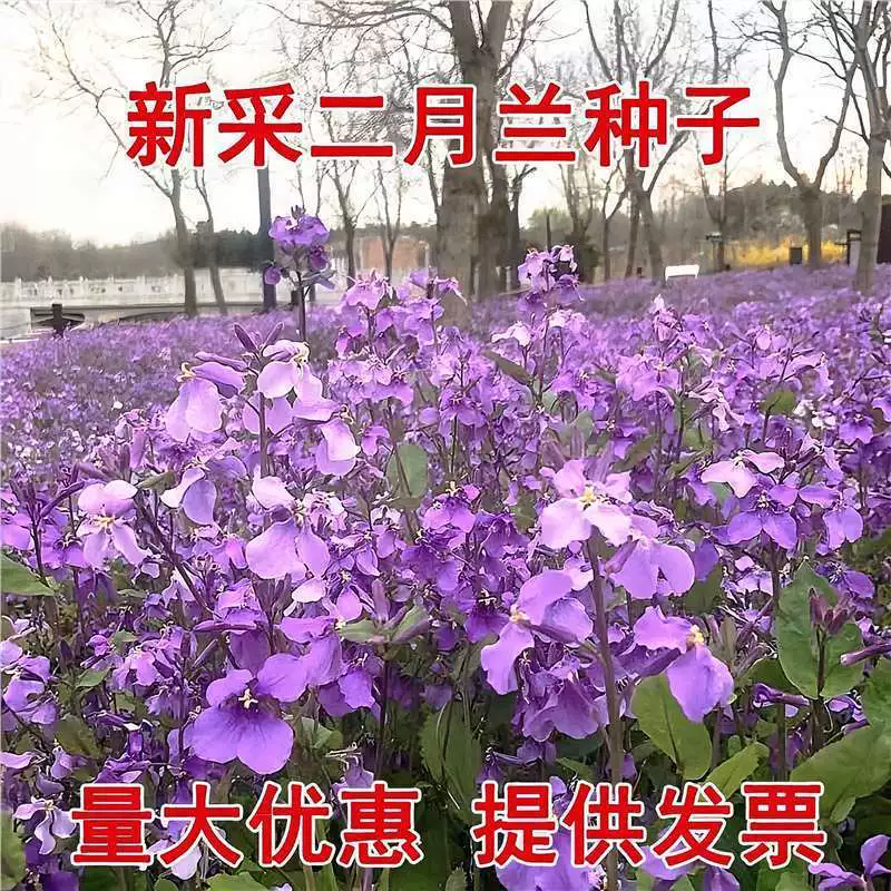 Семена орхидеи февраля, недавно собраны семена четырехсезонной орхидеи, многолетние многолетние растения Zhugecai, морозостойкие и теневыносливые горшечные растения.