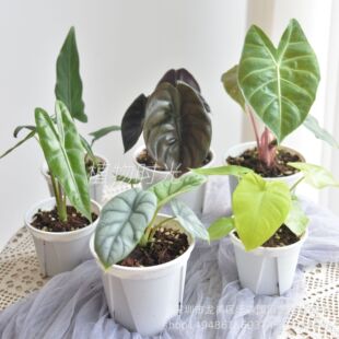 ���������~�~��Ɲ�m��ܰ�Ϭţ������ֲ���[�����Z�q�҃��^�~�Gֲ